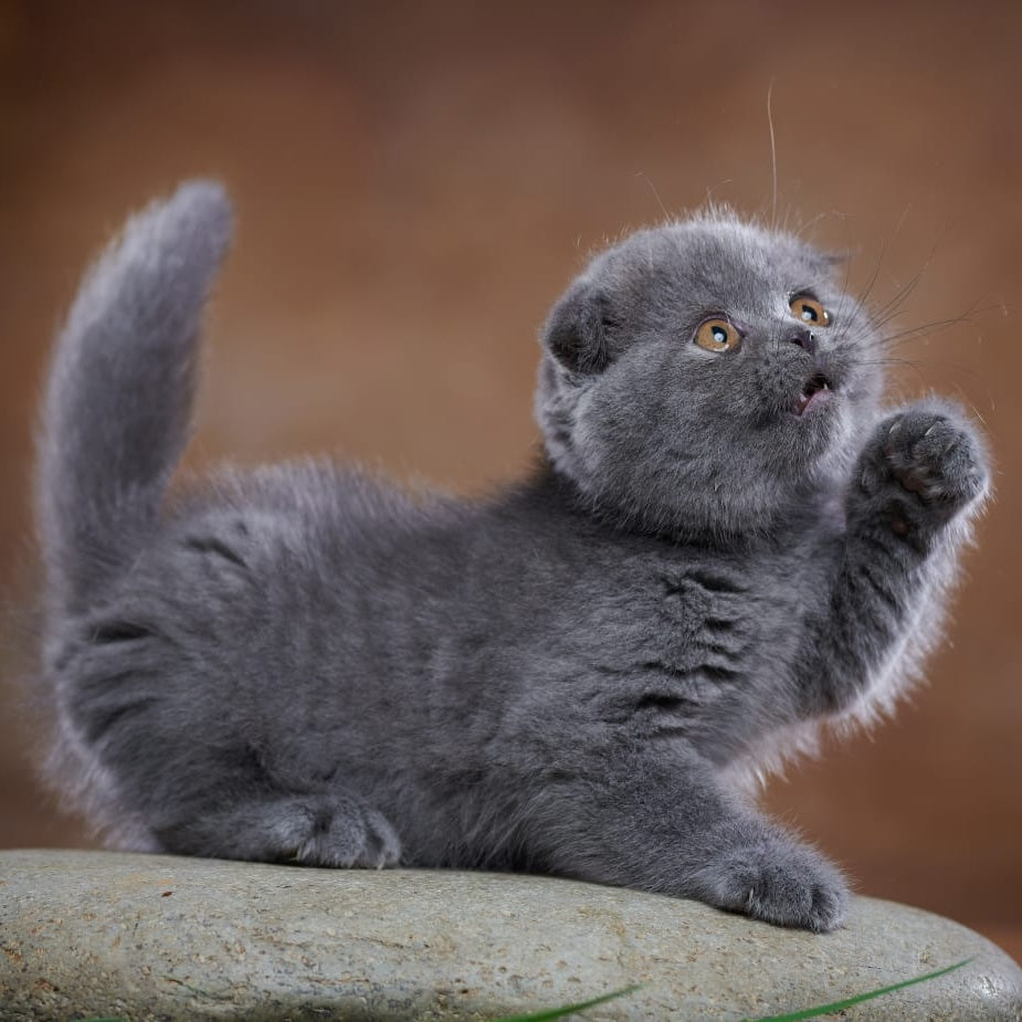 Yuka Scottish Fold female, blue