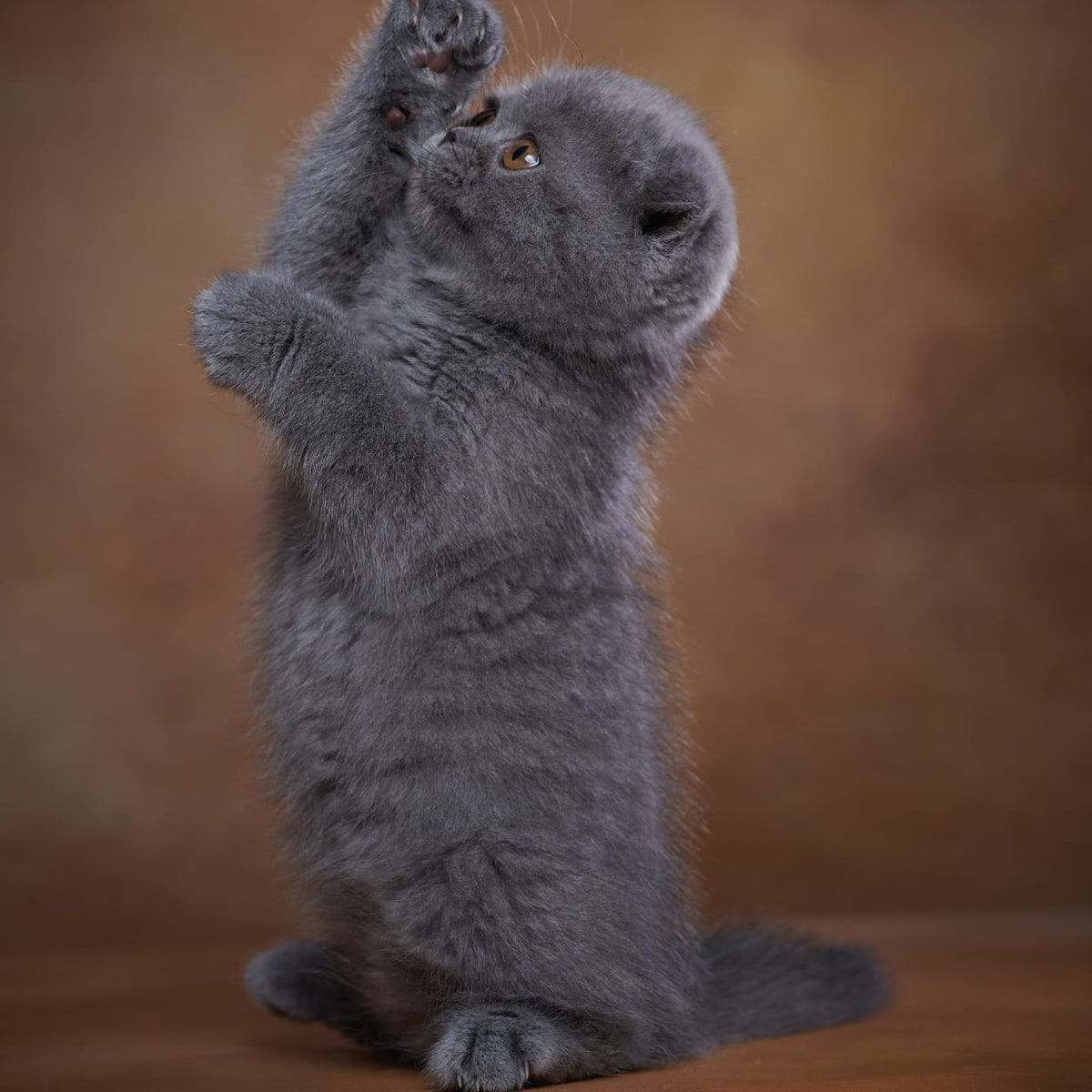 Yuka Scottish Fold female, blue
