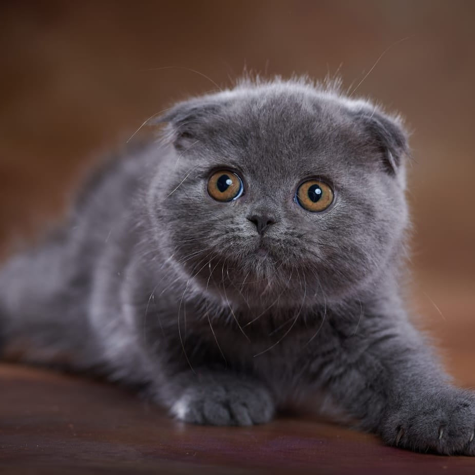 Yuka Scottish Fold female, blue
