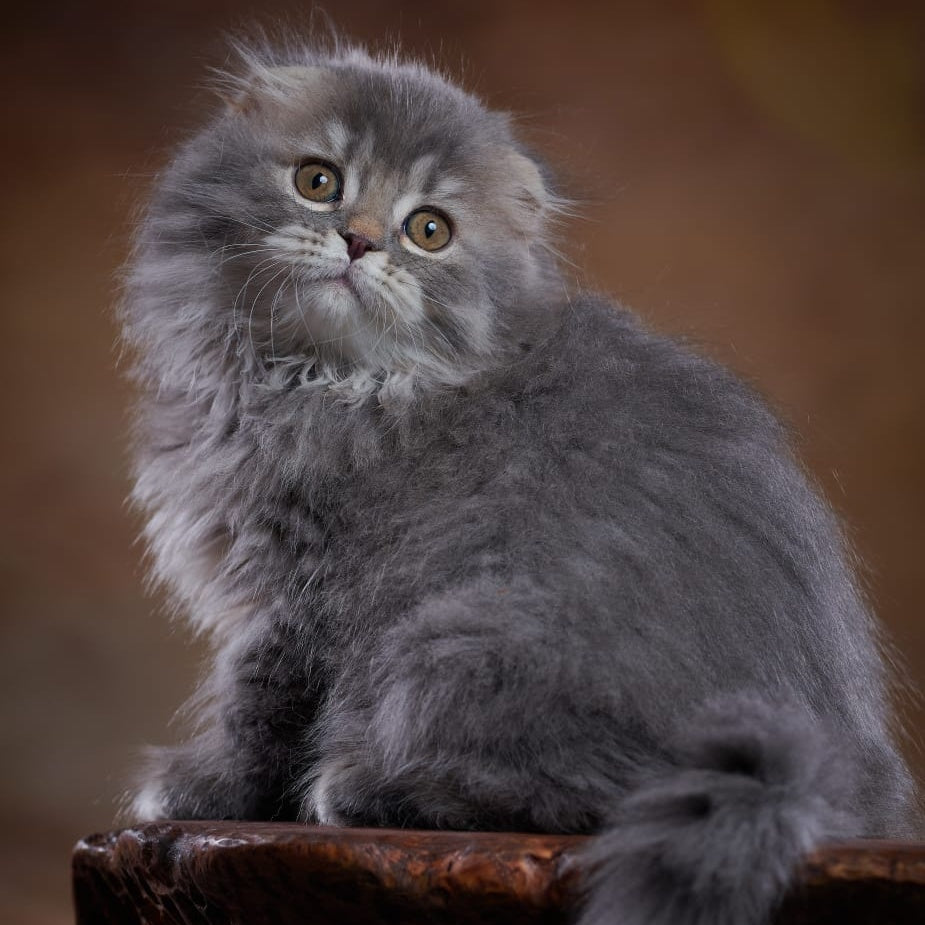 Yannis Scottish Fold male, blue silver