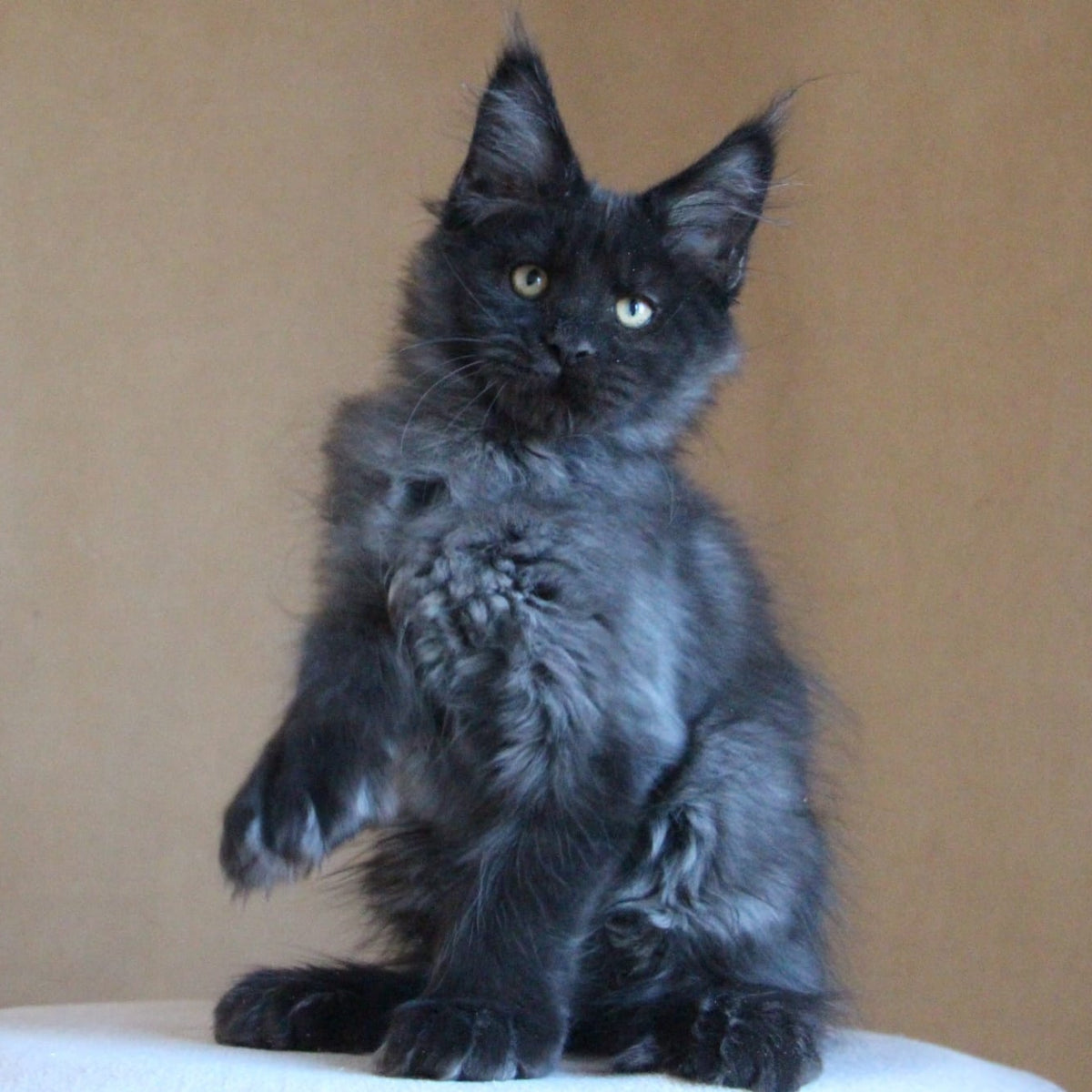 Bison Maine Coon polydactyl 6x6x6x6 male, black silver