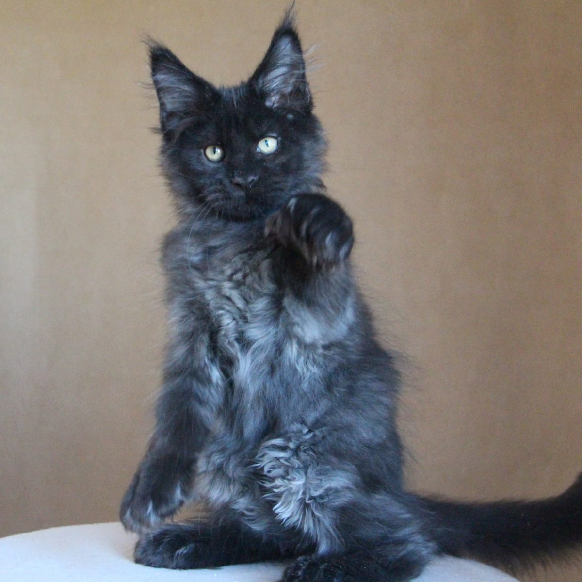 Bison Maine Coon polydactyl 6x6x6x6 male, black silver