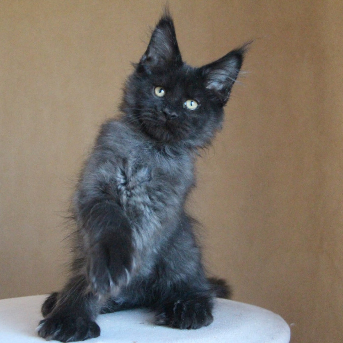 Bison Maine Coon polydactyl 6x6x6x6 male, black silver