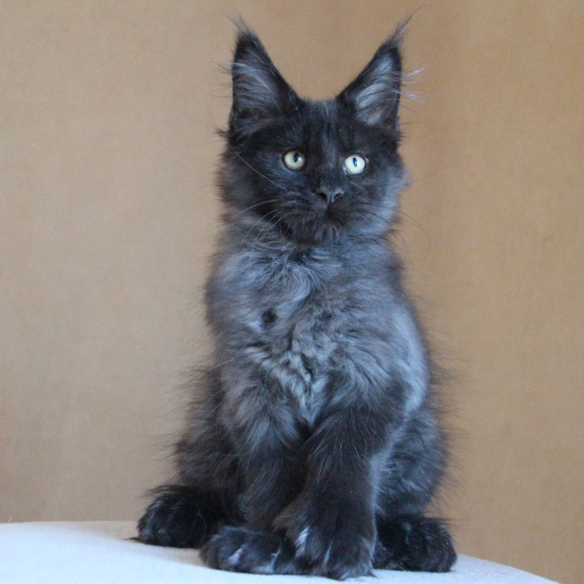 Bison Maine Coon polydactyl 6x6x6x6 male, black silver