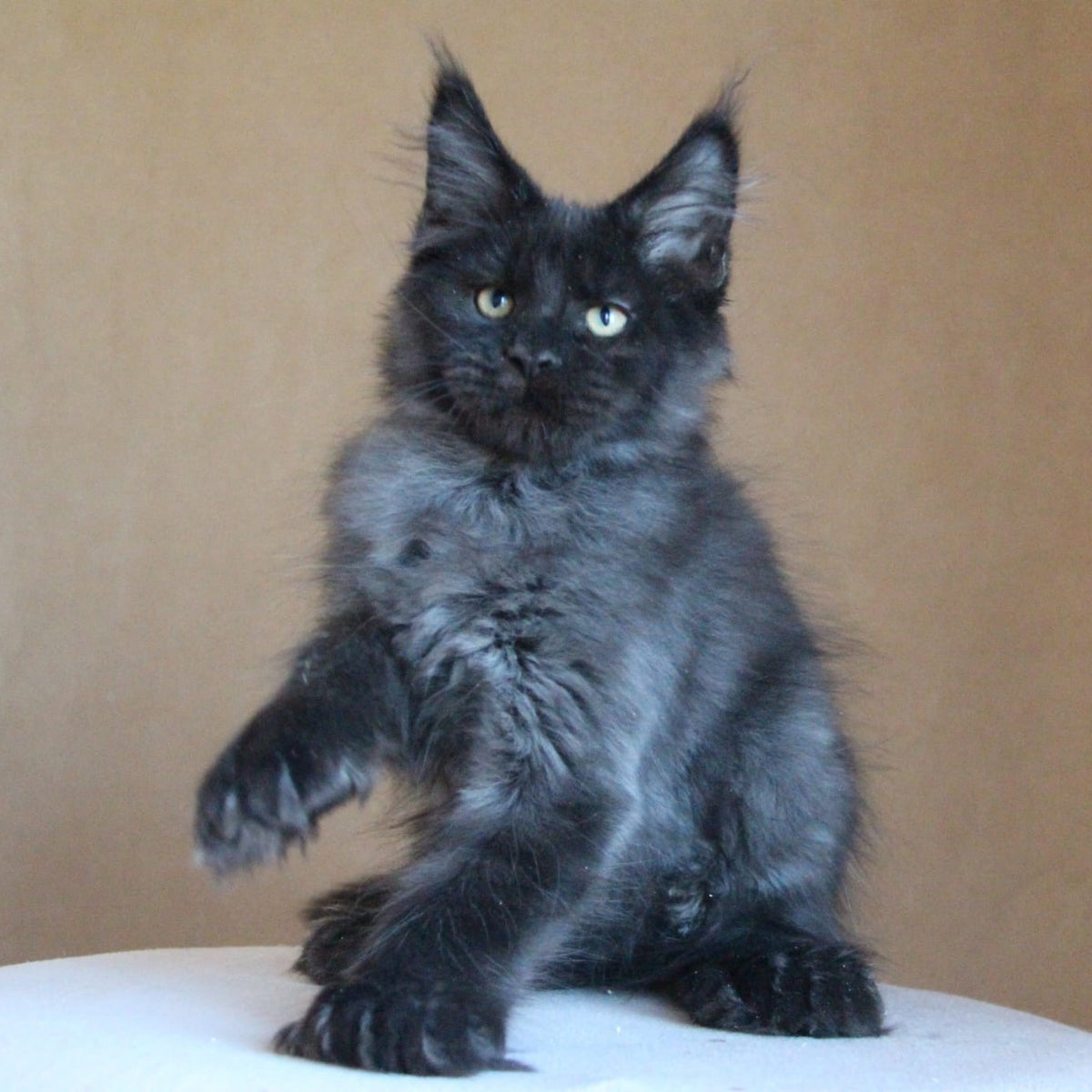 Bison Maine Coon polydactyl 6x6x6x6 male, black silver