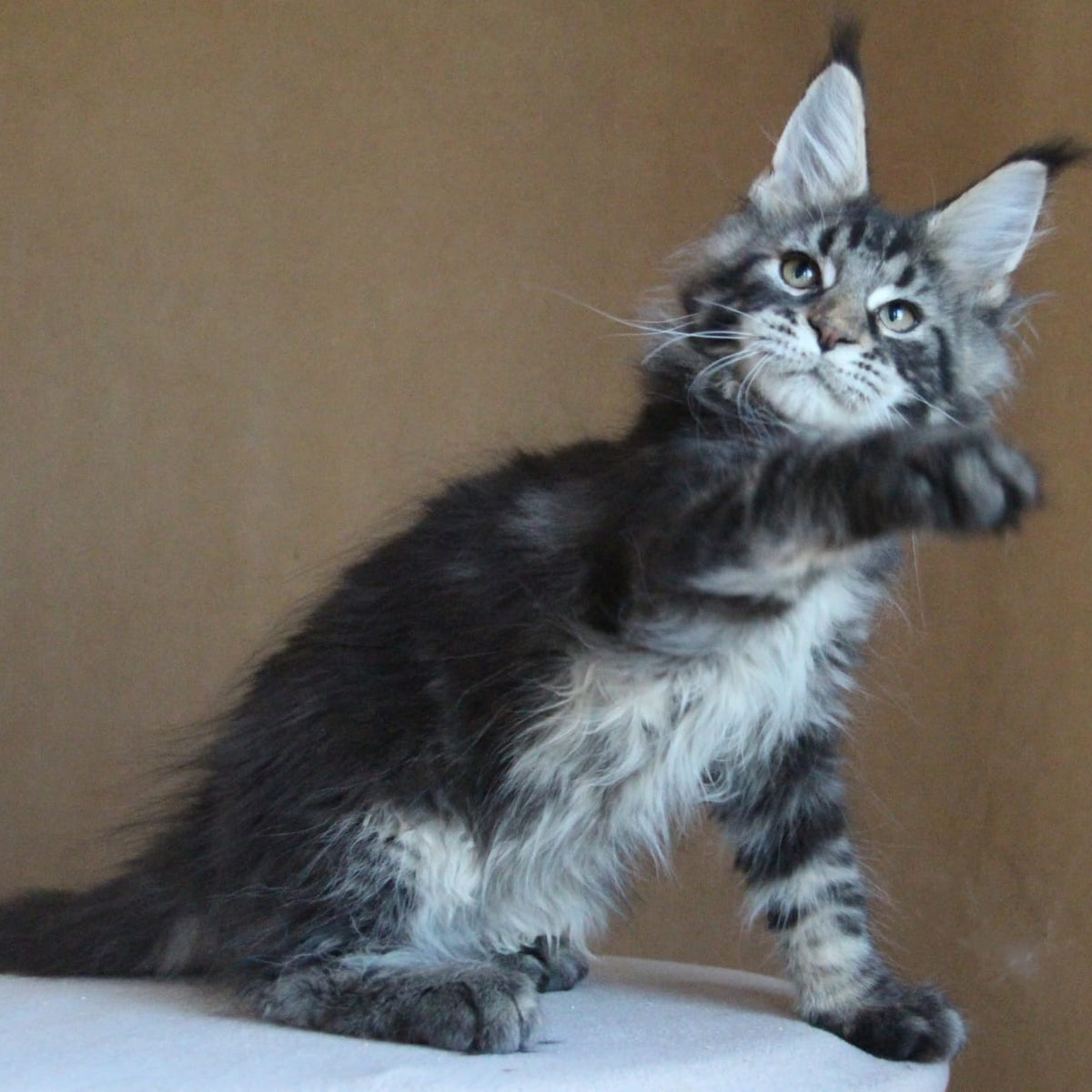 Bogard Maine Coon male, black tabby