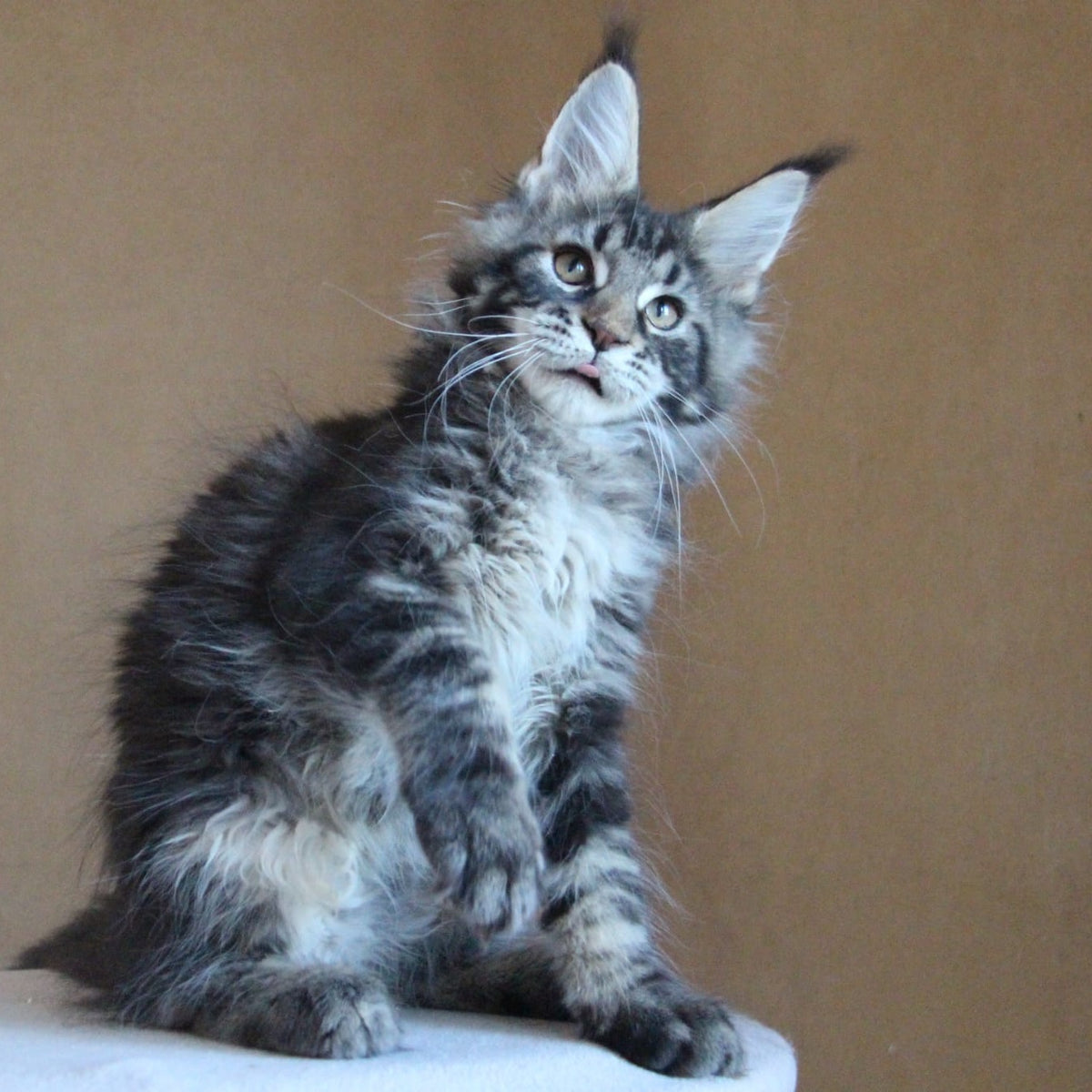 Bogard Maine Coon male, black tabby