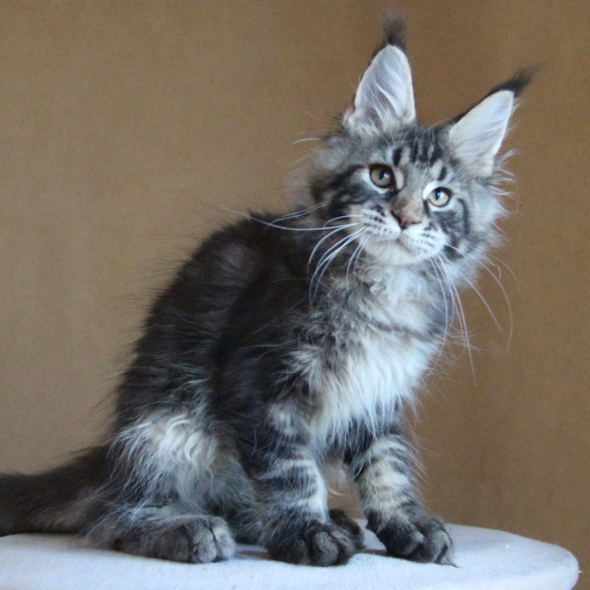 Bogard Maine Coon male, black tabby