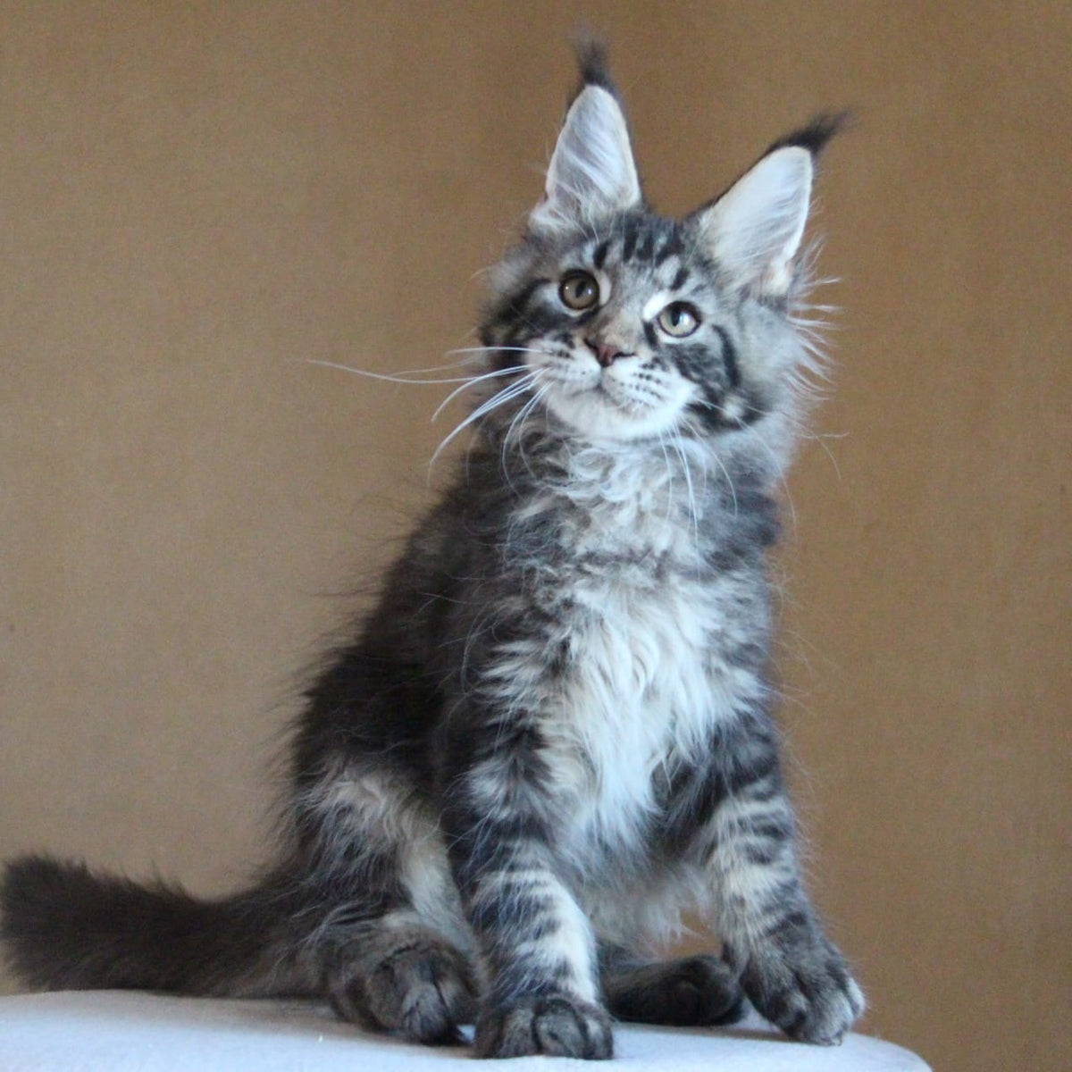 Bogard Maine Coon male, black tabby