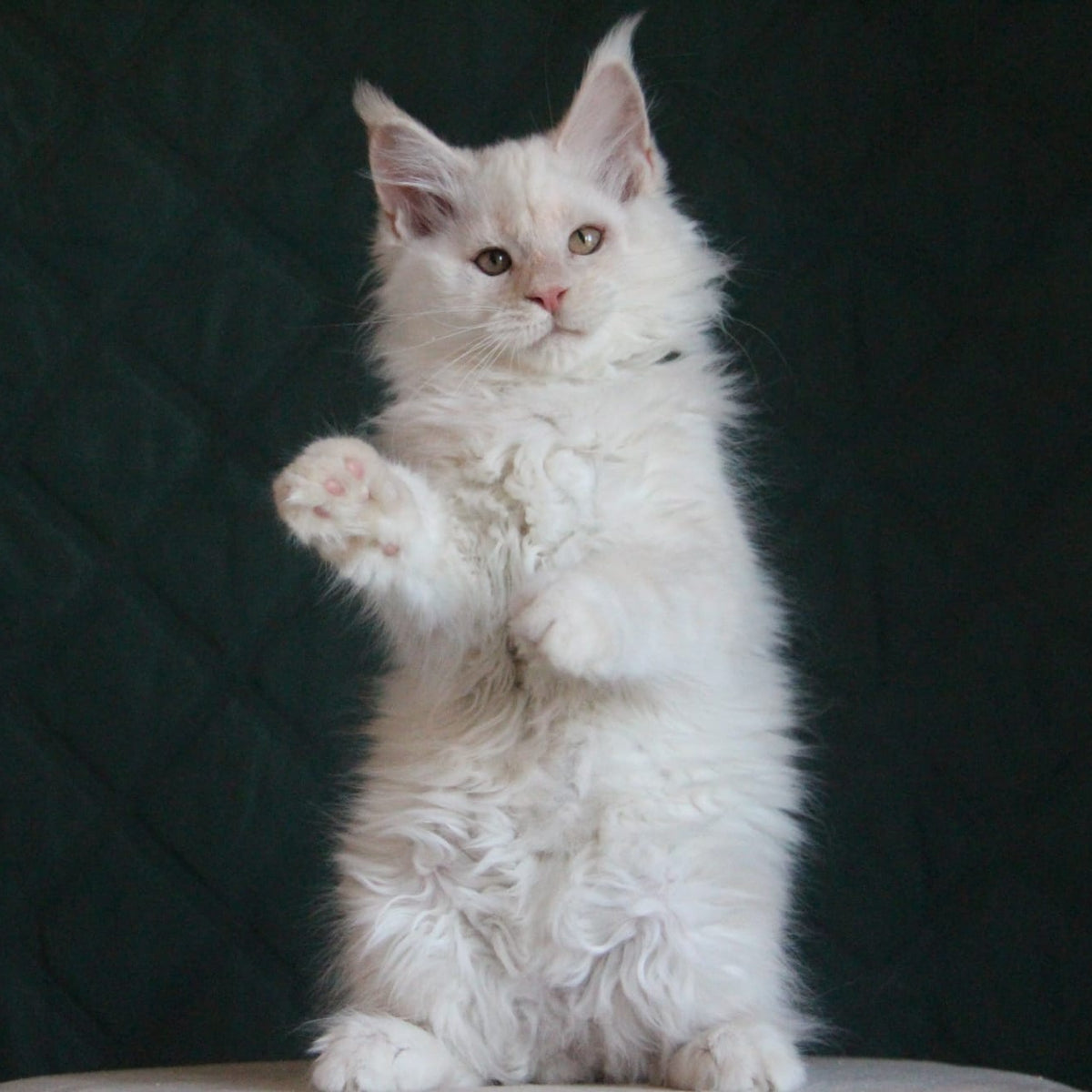 Lukum Maine Coon male, red silver tabby