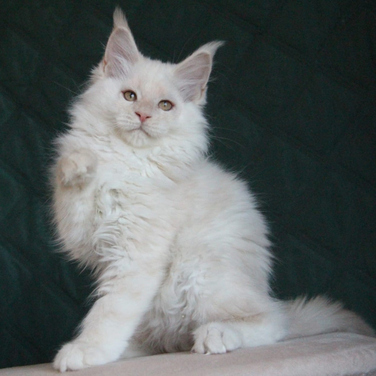 Lukum Maine Coon male, red silver tabby