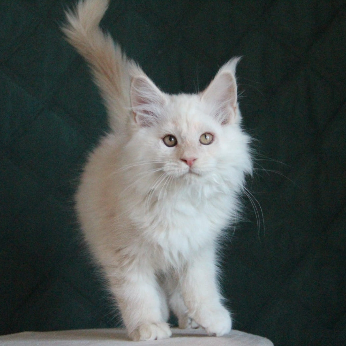 Lukum Maine Coon male, red silver tabby