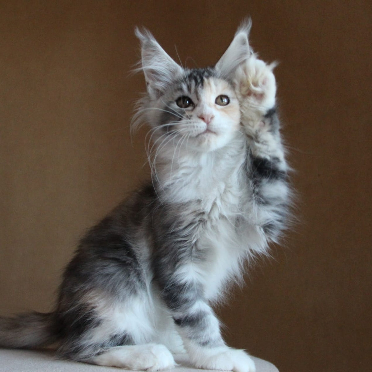 Coquette Maine Coon female, black tortie silver tabby with white
