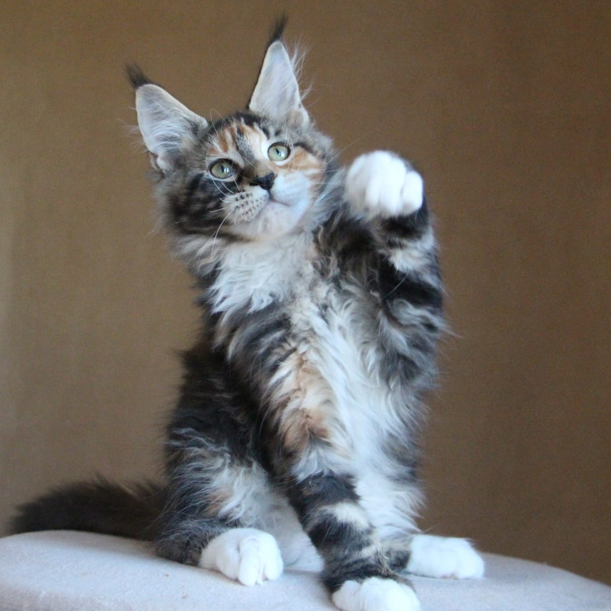Chloe Maine Coon female, black tortie tabby with white