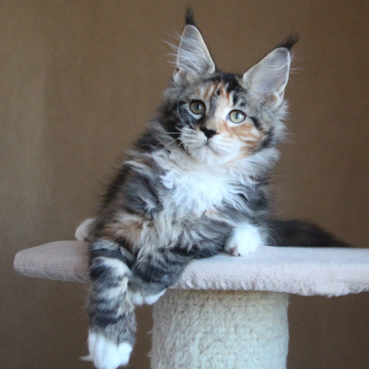 Chloe Maine Coon female, black tortie tabby with white