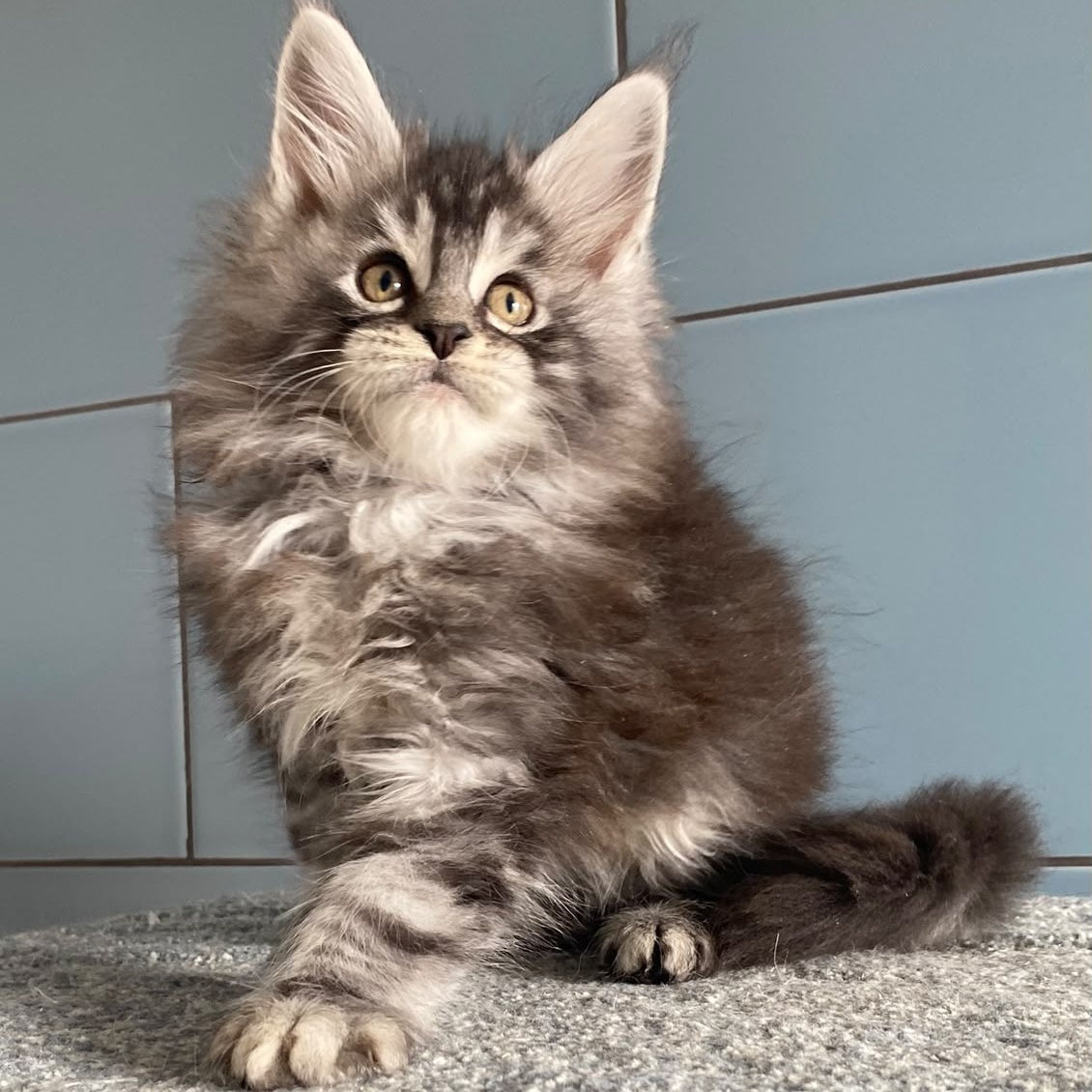 El Dorado Maine Coon male, black silver tabby
