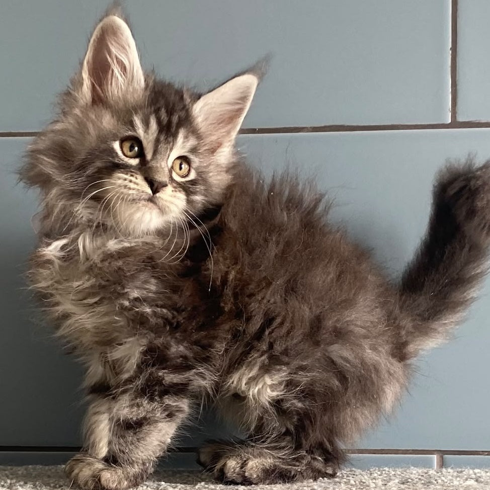 El Dorado Maine Coon male, black silver tabby