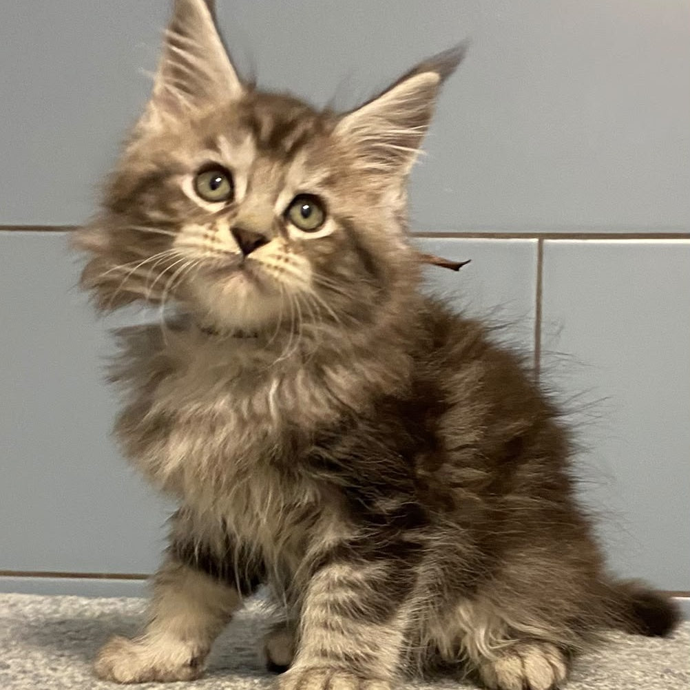 Edelweiss Maine Coon male, black silver tabby