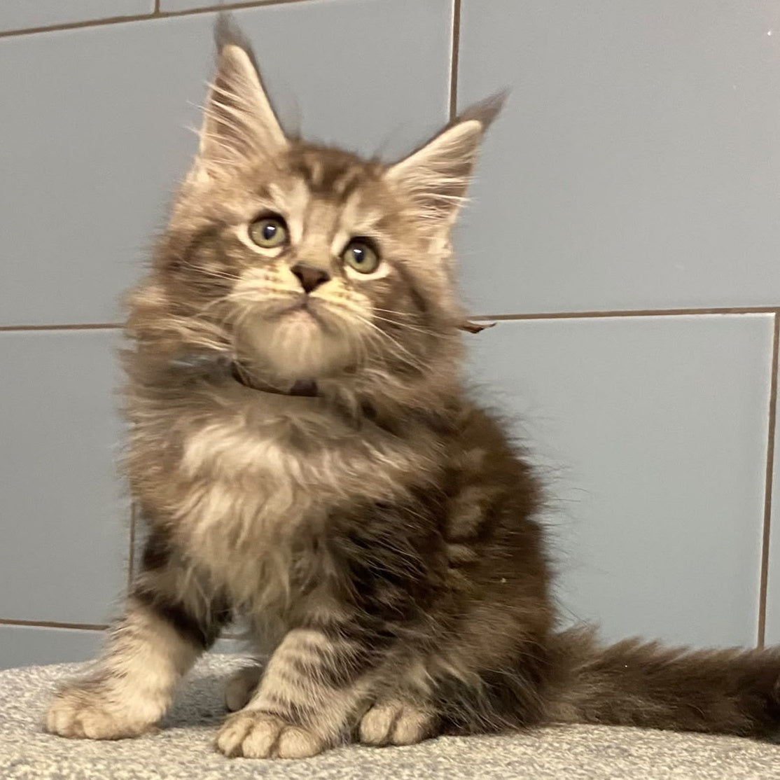 Edelweiss Maine Coon male, black silver tabby