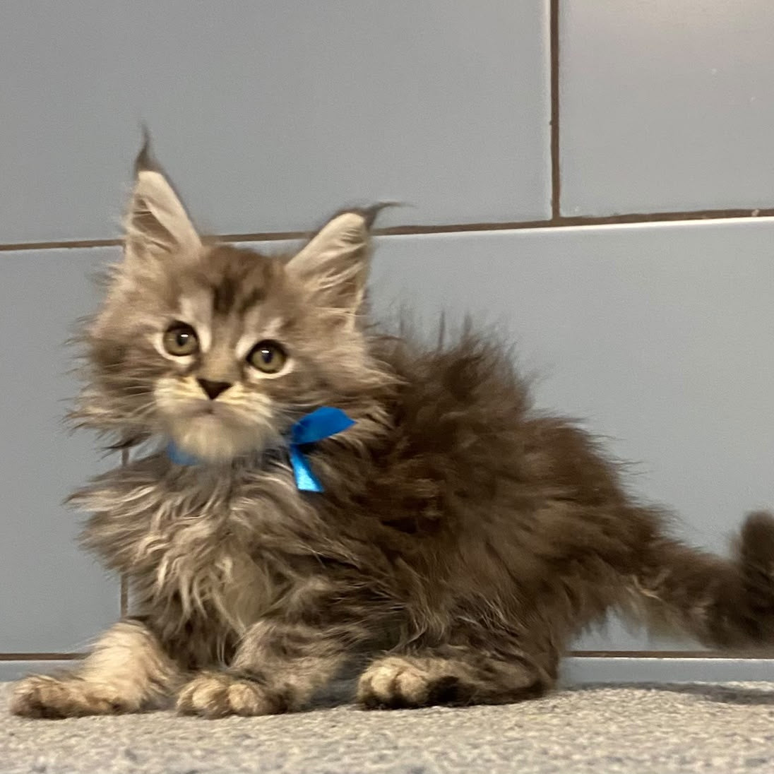 Engels Maine Coon male, black silver tabby