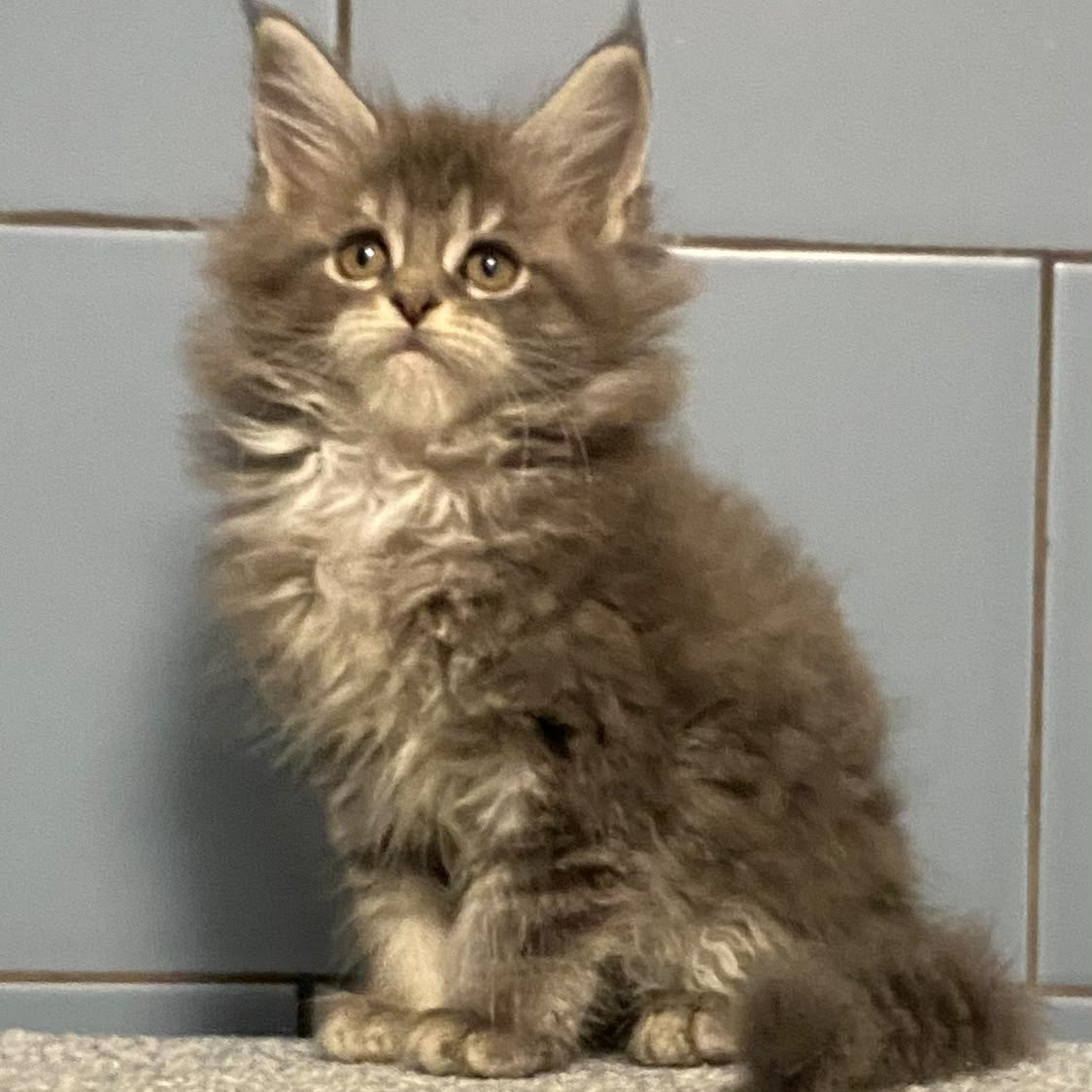 Etna Maine Coon female, blue tabby