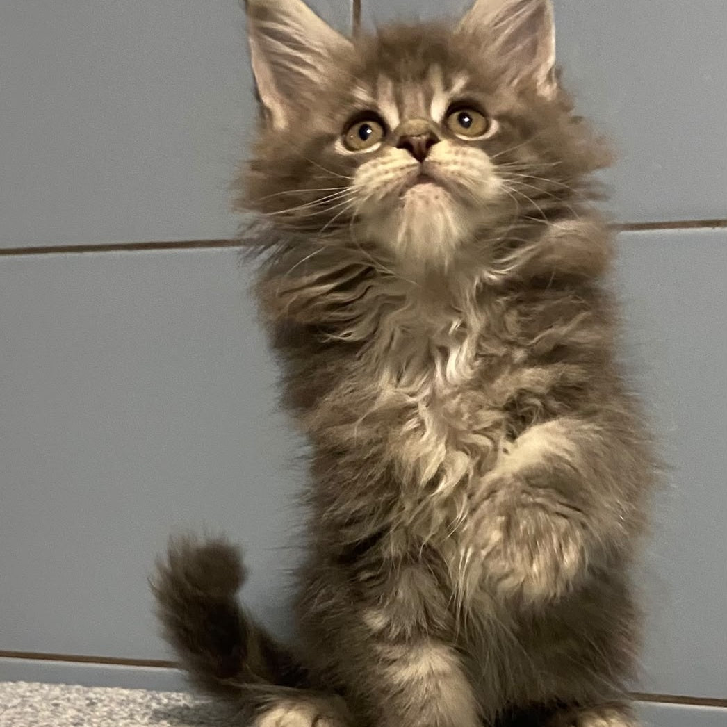 Etna Maine Coon female, blue tabby