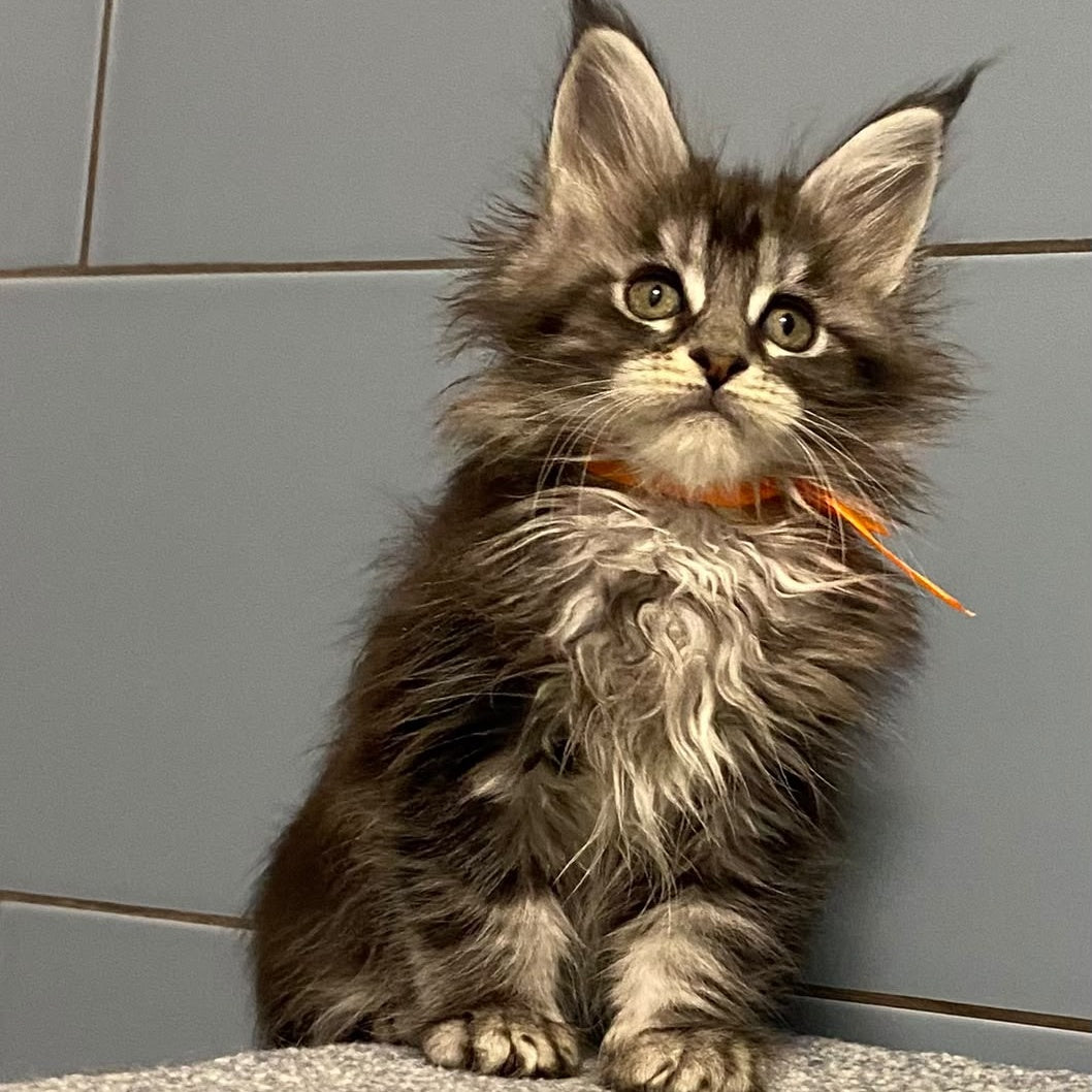 Enigma Maine Coon female, black silver tabby