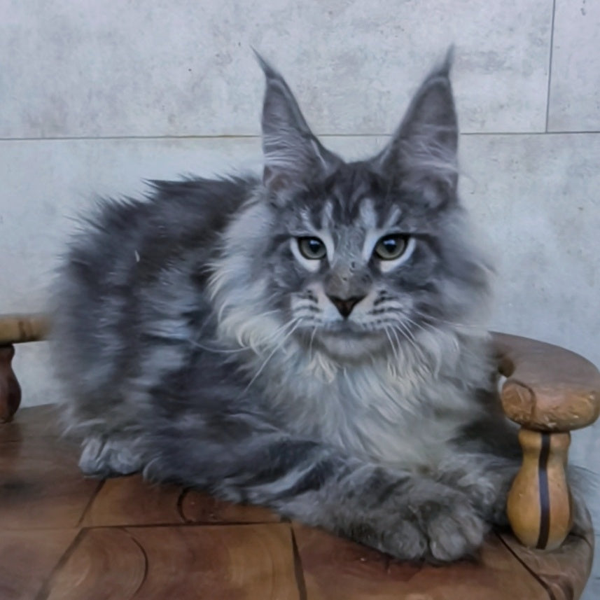 Ralf Maine Coon male, black blue tabby