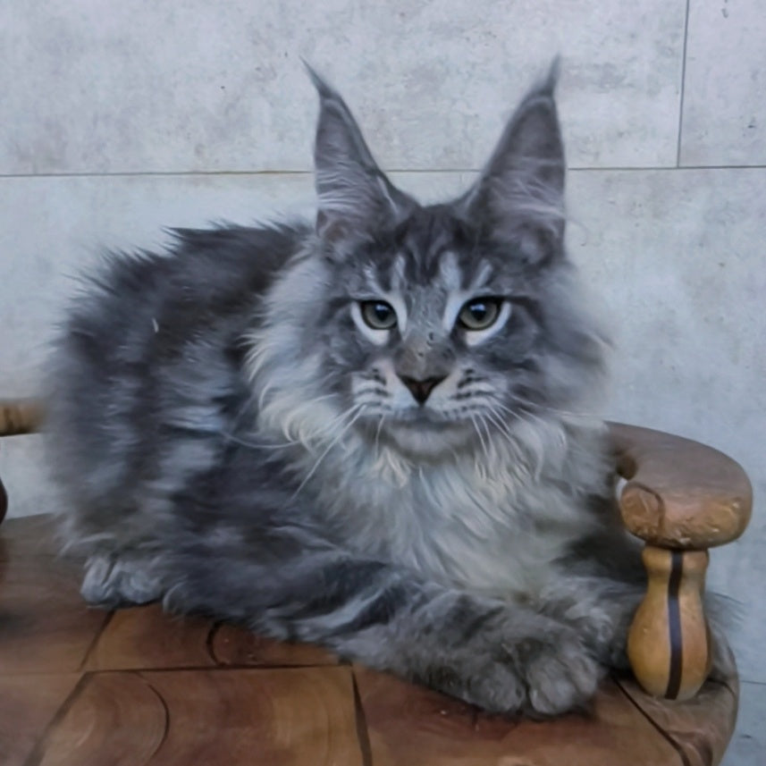 Ralf Maine Coon male, black blue tabby