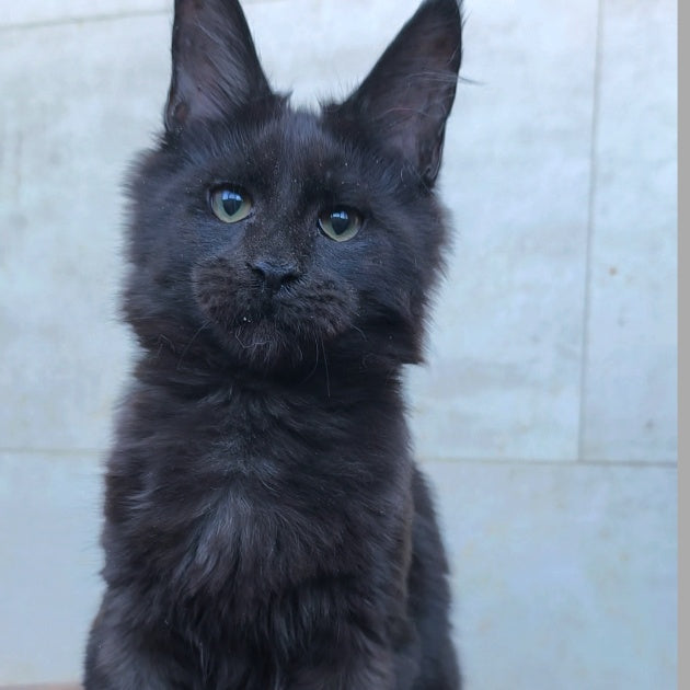 Rich Maine Coon male, black