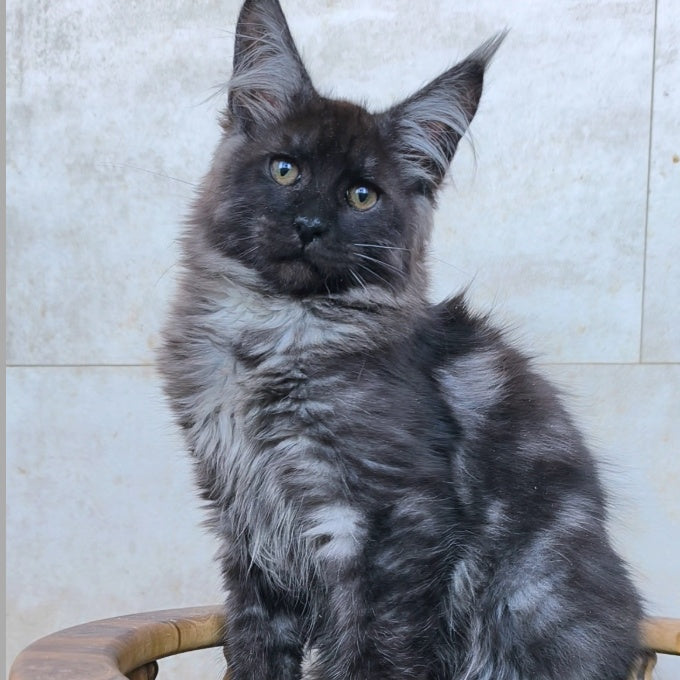 Ryan Maine Coon male, black silver