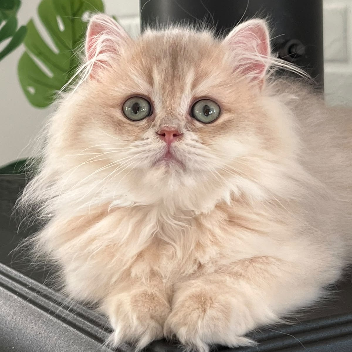 Barbry British Longhair female, lilac golden shaded