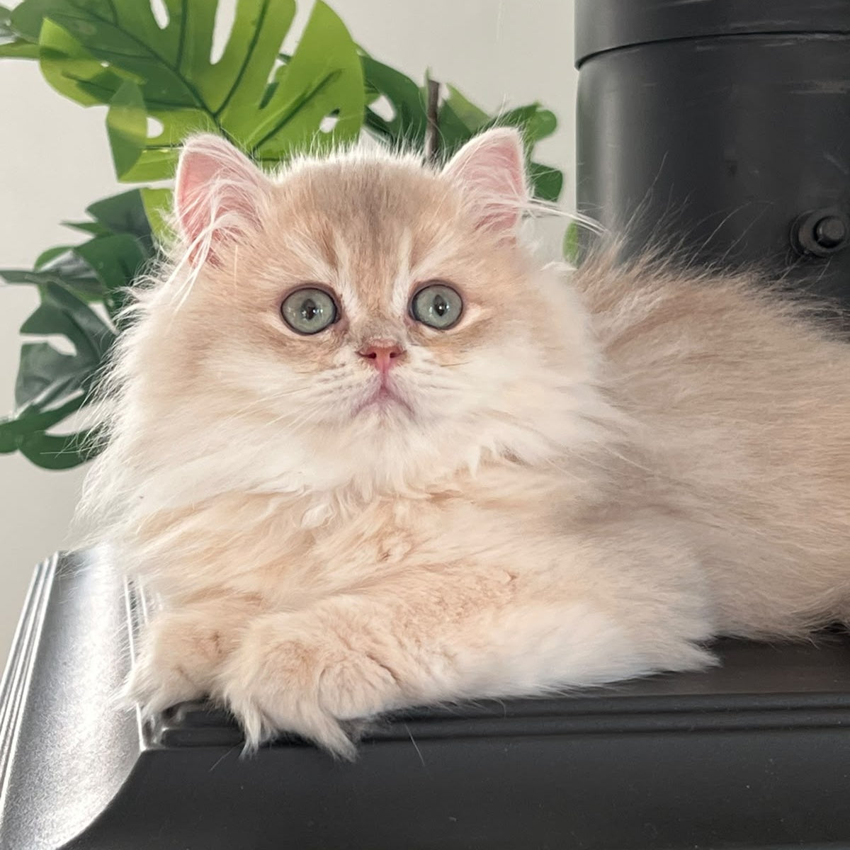 Barbry British Longhair female, lilac golden shaded