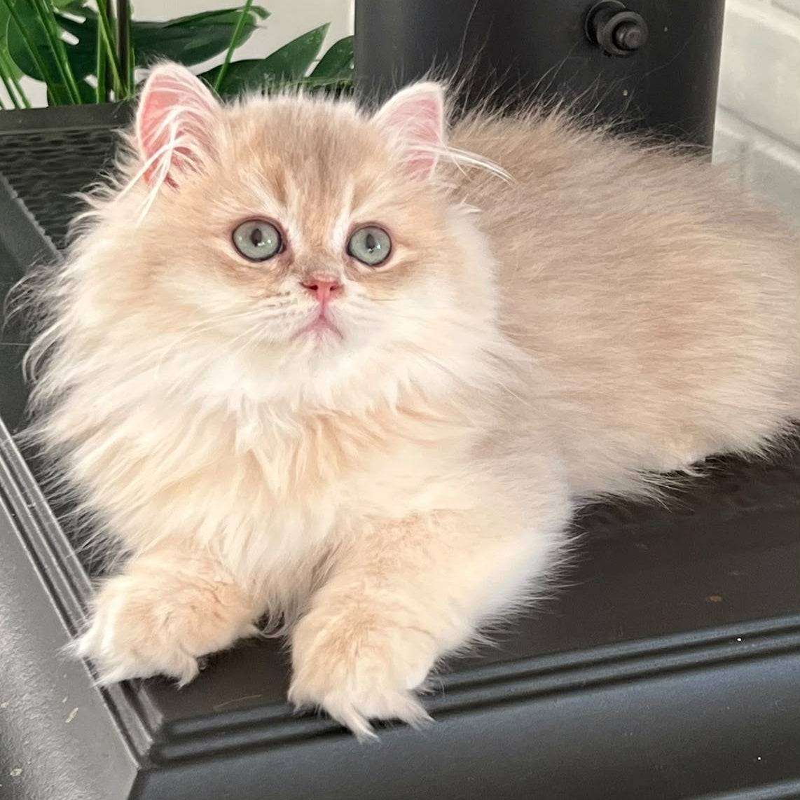 Barbry British Longhair female, lilac golden shaded