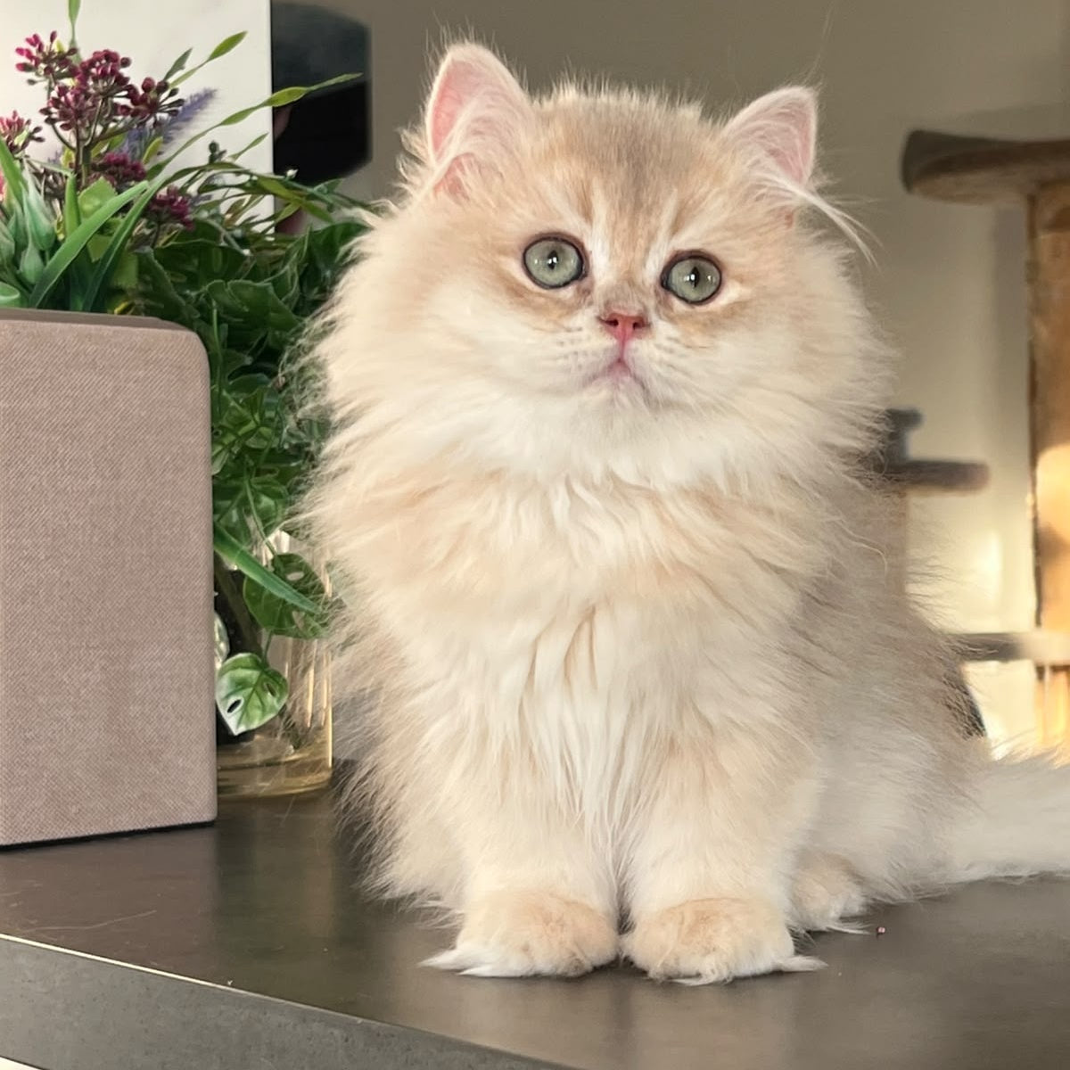 Barbry British Longhair female, lilac golden shaded