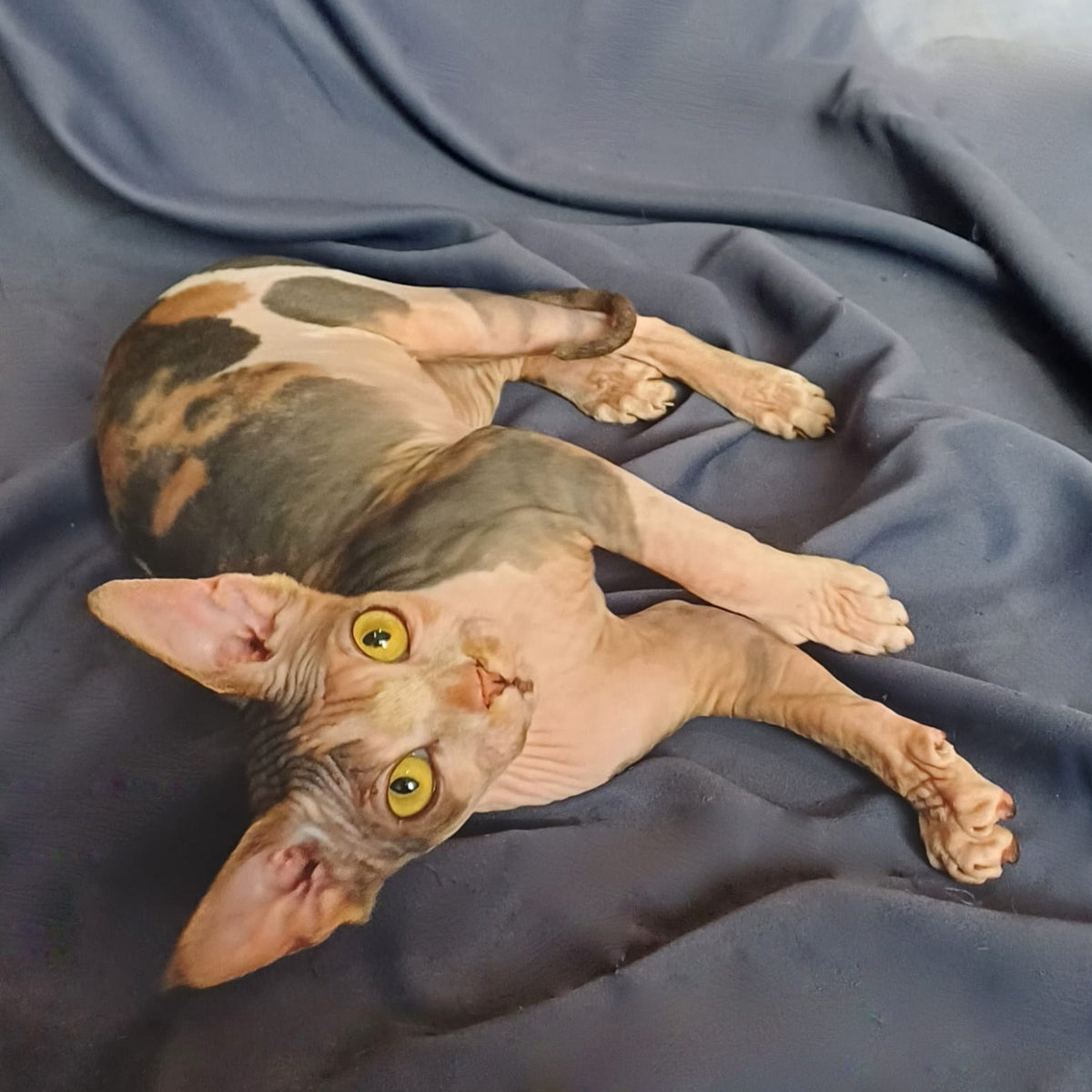 Assol Canadian Sphynx female, black tortie bicolour
