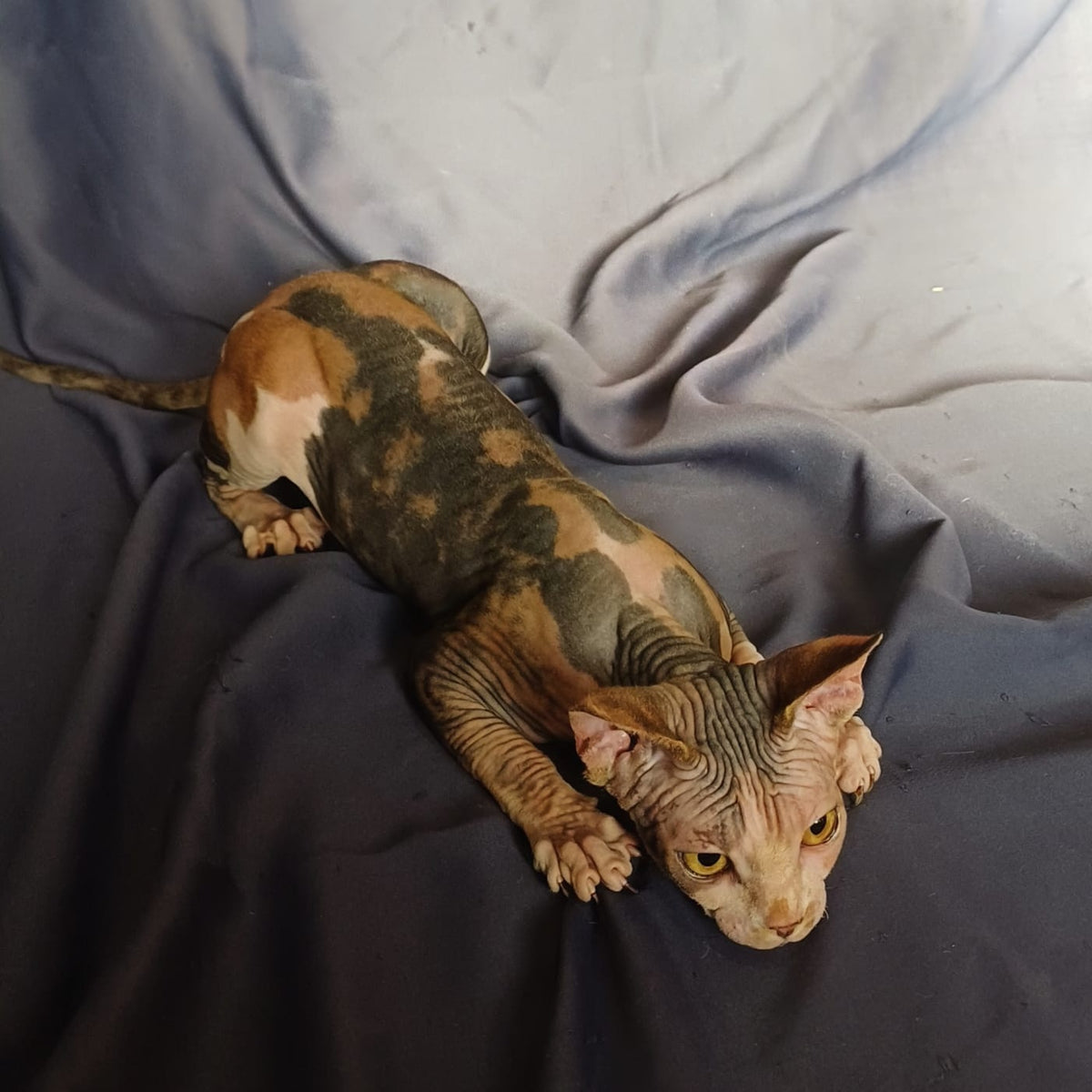 Assol Canadian Sphynx female, black tortie bicolour