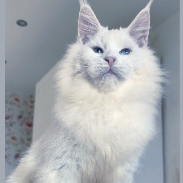 Graf Maine Coon male, white