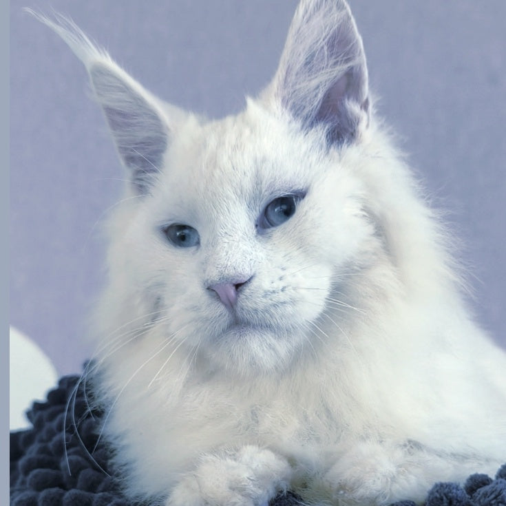 Graf Maine Coon male, white