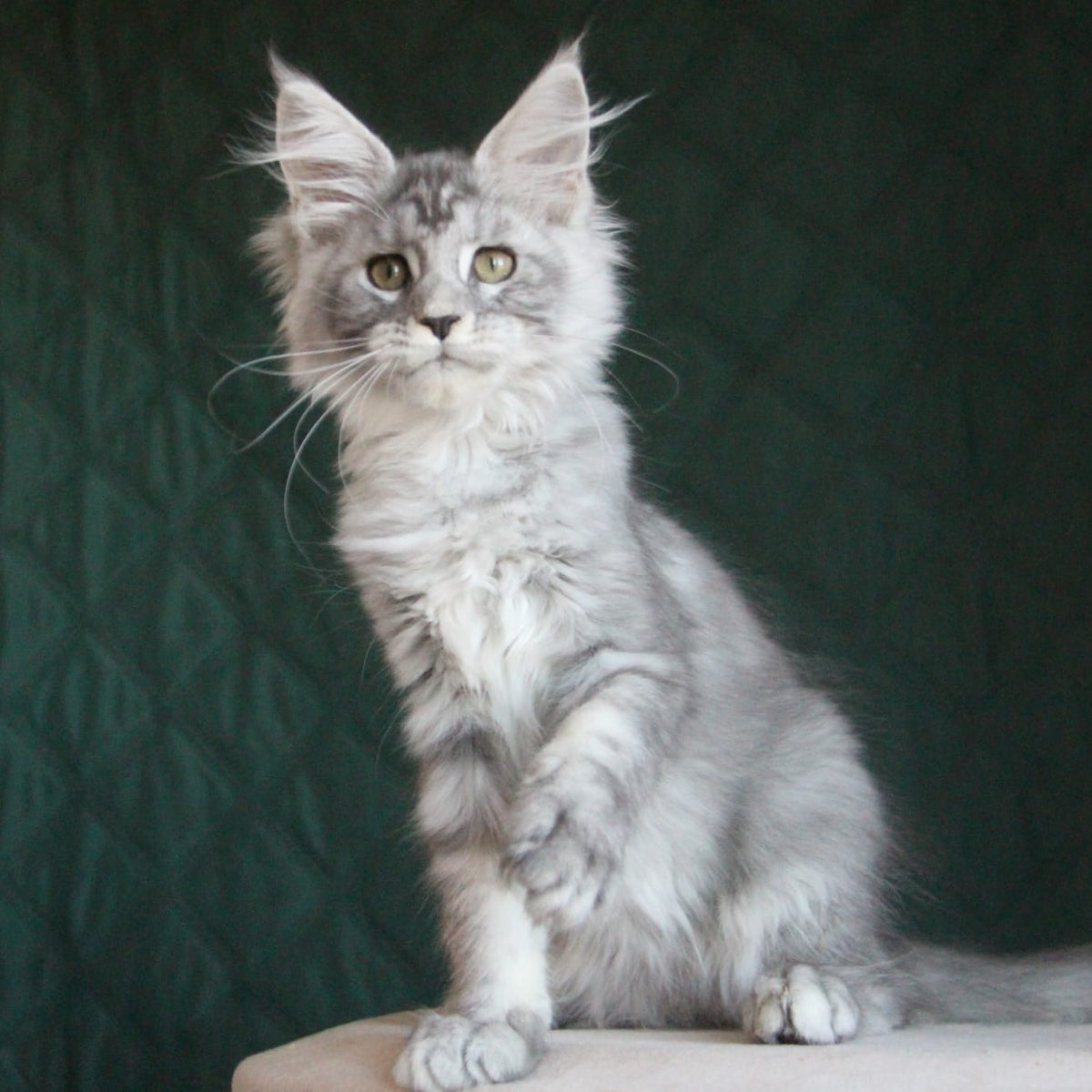 Clea Maine Coon female, blue silver tabby