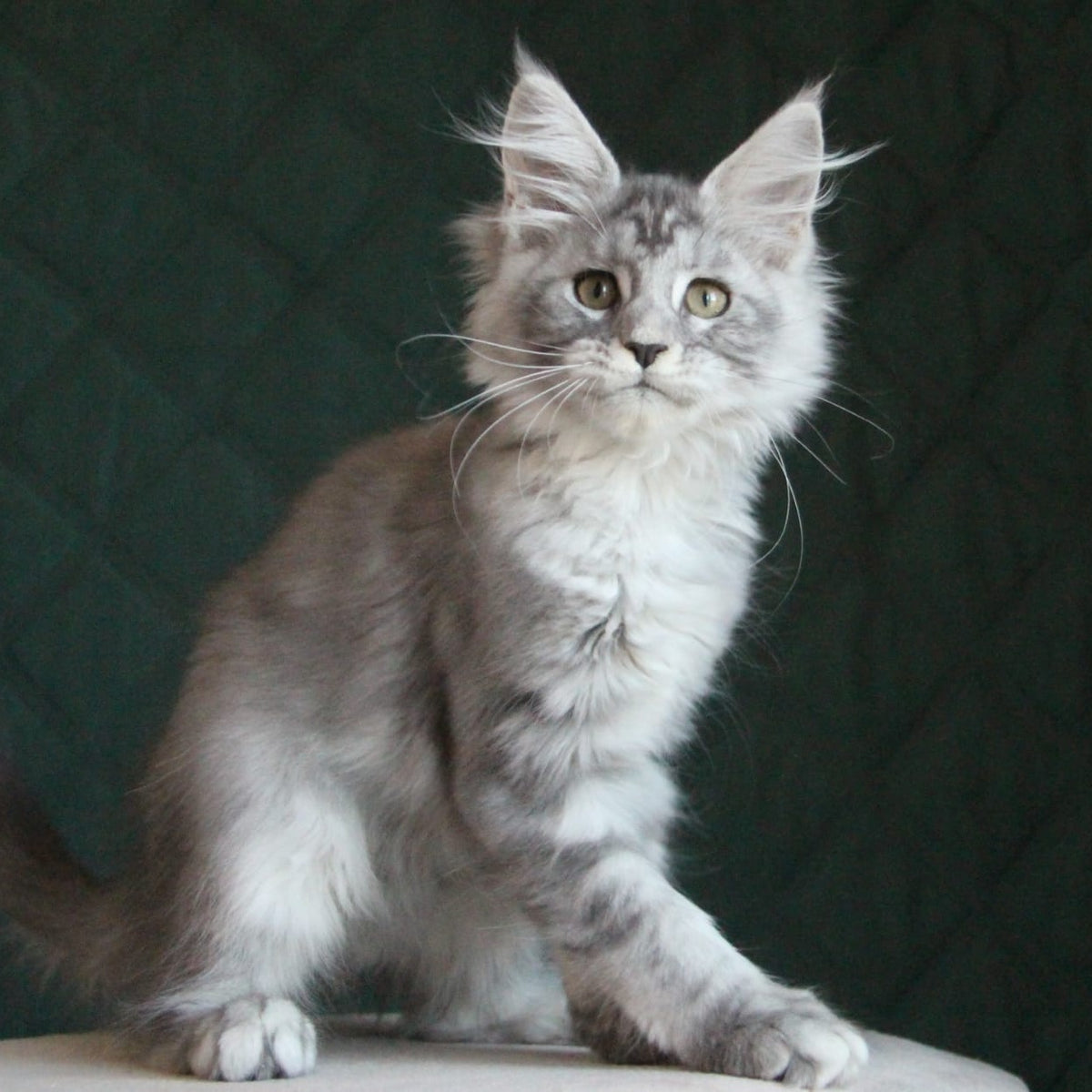Clea Maine Coon female, blue silver tabby