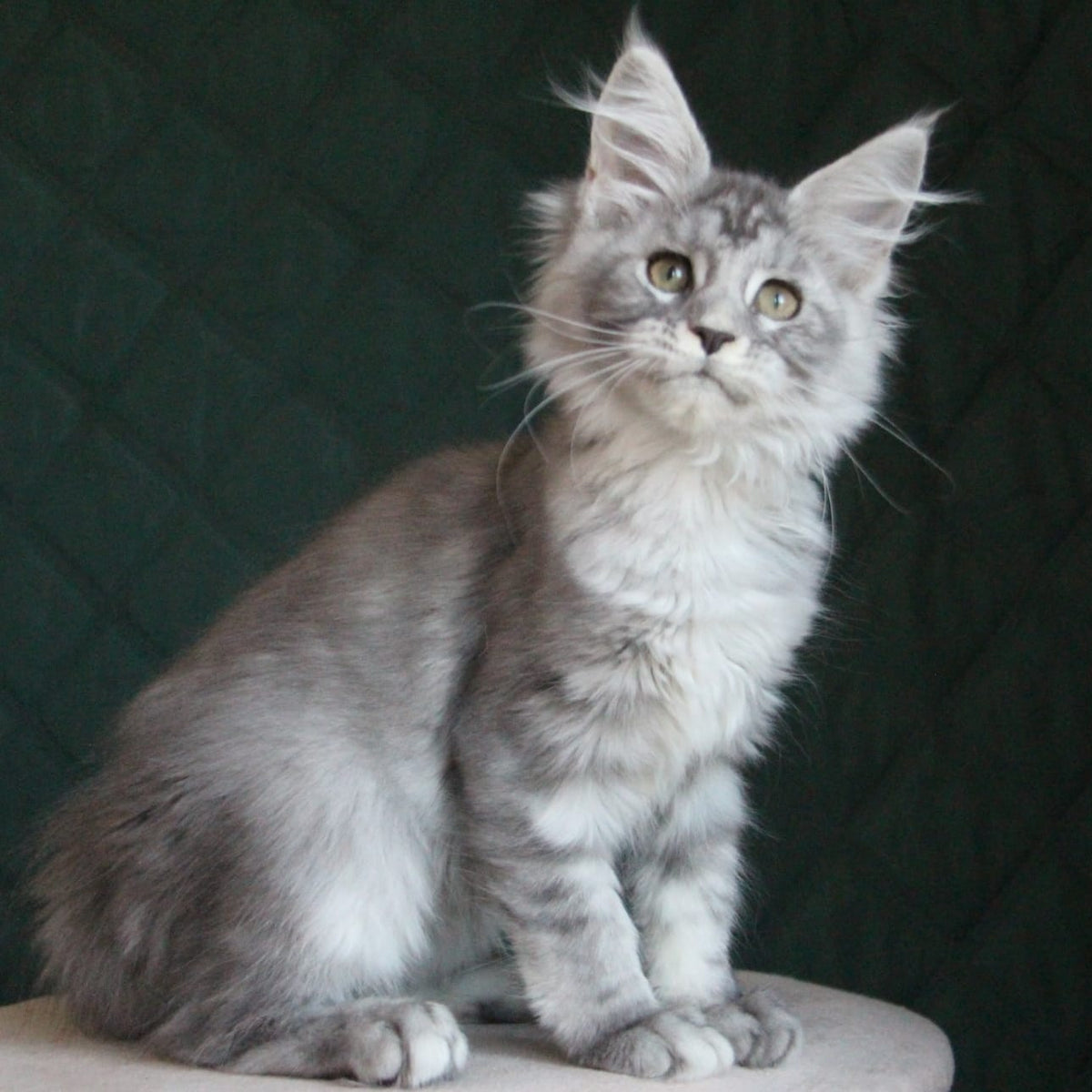 Clea Maine Coon female, blue silver tabby