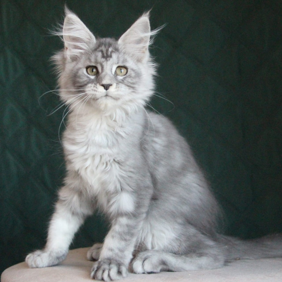 Clea Maine Coon female, blue silver tabby