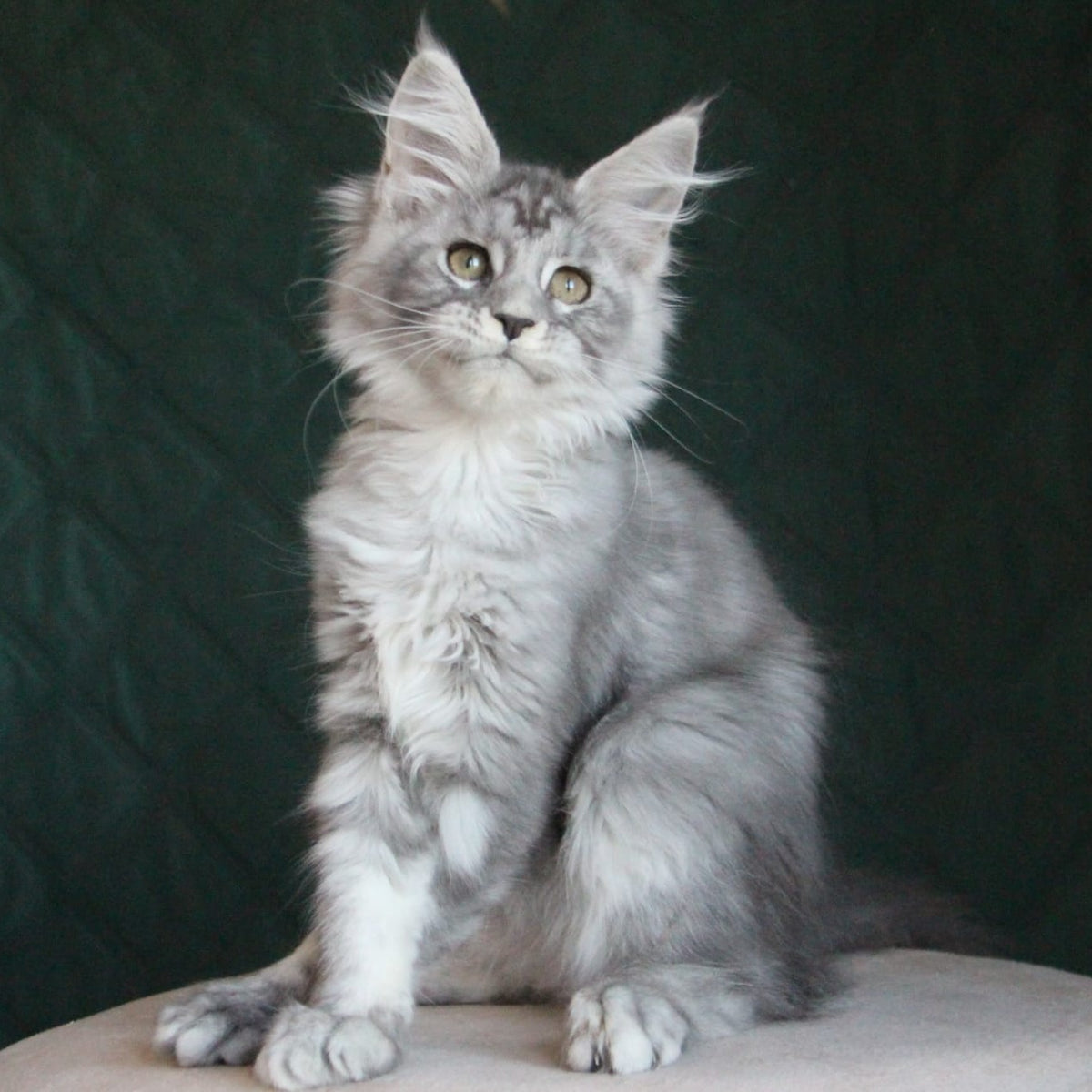 Clea Maine Coon female, blue silver tabby