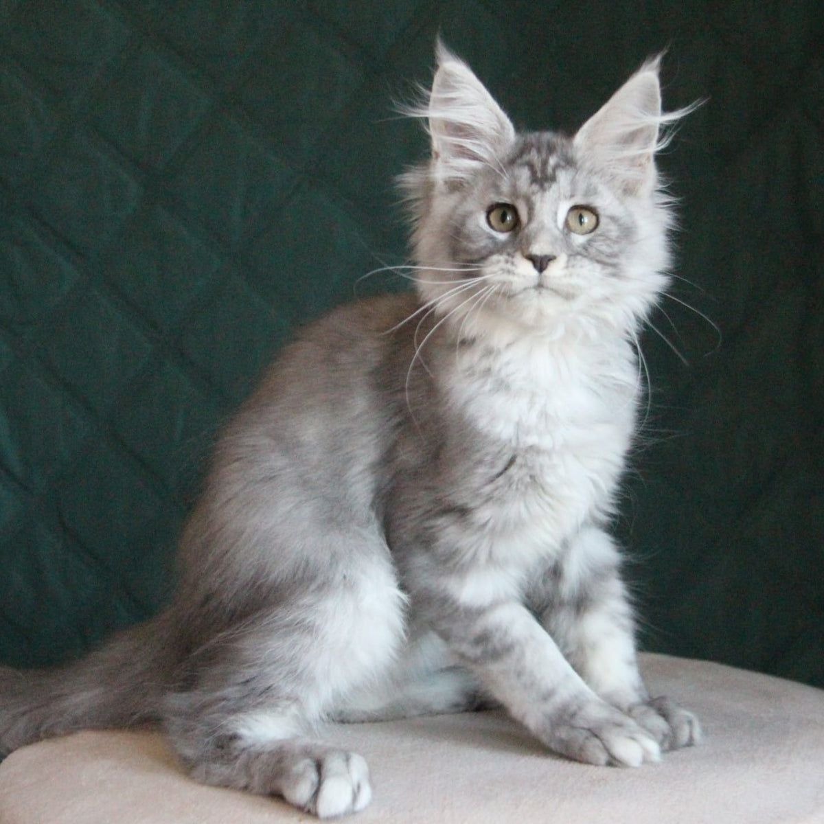 Clea Maine Coon female, blue silver tabby