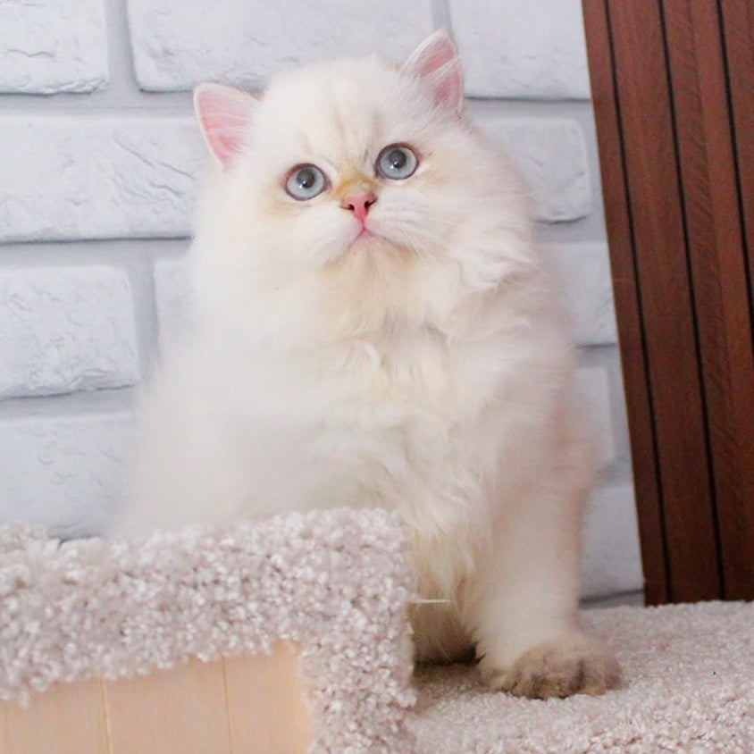 Oskar British Longhair male, blue golden shaded
