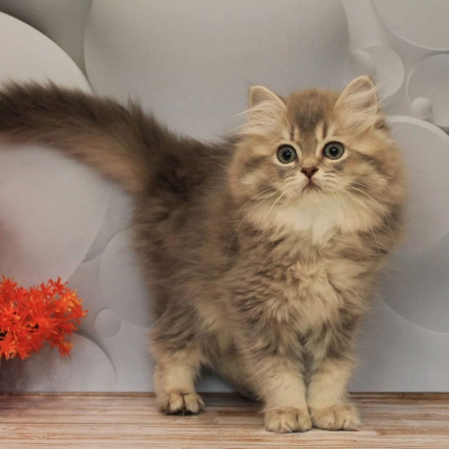 Basted British Longhair female, blue golden ticked tabby