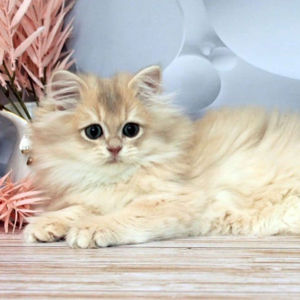 Brie British Longhair female, lilac golden chinchilla