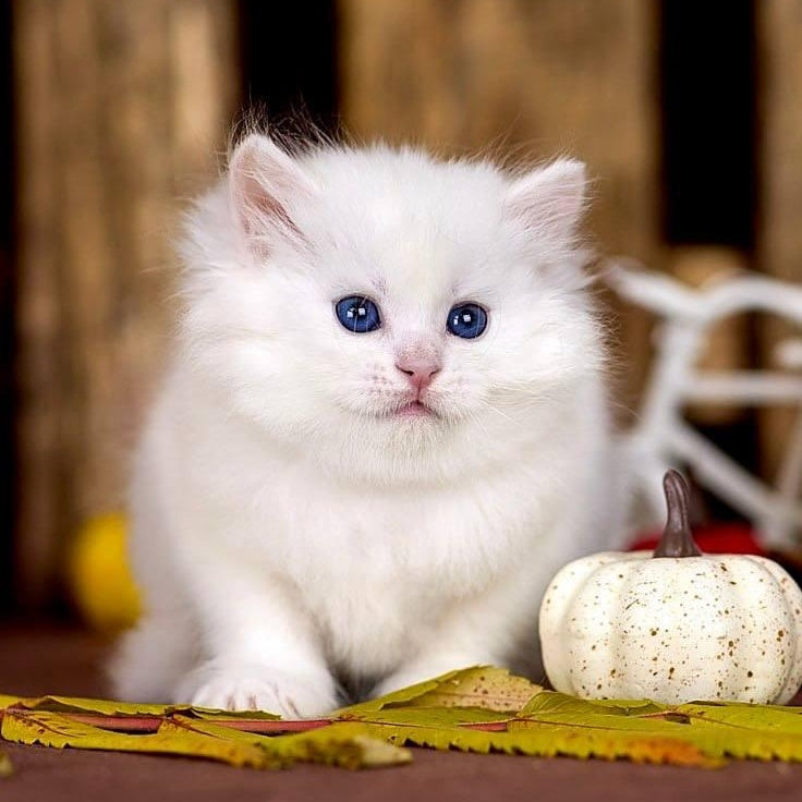 Pamela Siberian female, white