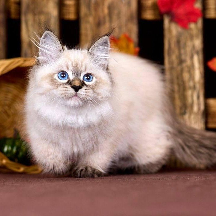 Ostin Siberian male, black tabby pointed